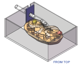 FIGURE3-KIDNEY-FROM-TOP.png