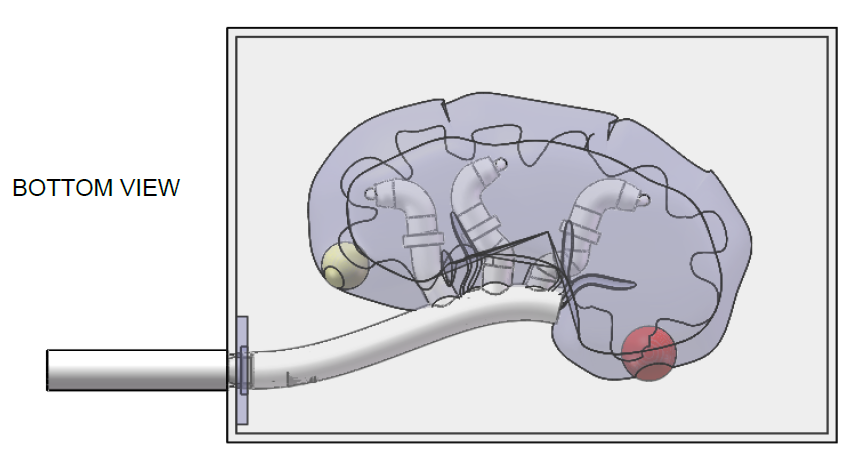 FIGURE6-KIDNEY-BOTTOM-VIEW.png